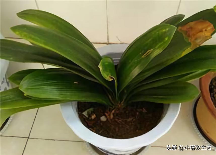 君子兰叶片变红了怎么回事,君子兰叶子出现黄点