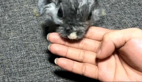 兔兔那么可爱为什么要吃它,兔兔这么可爱为什么要吃它