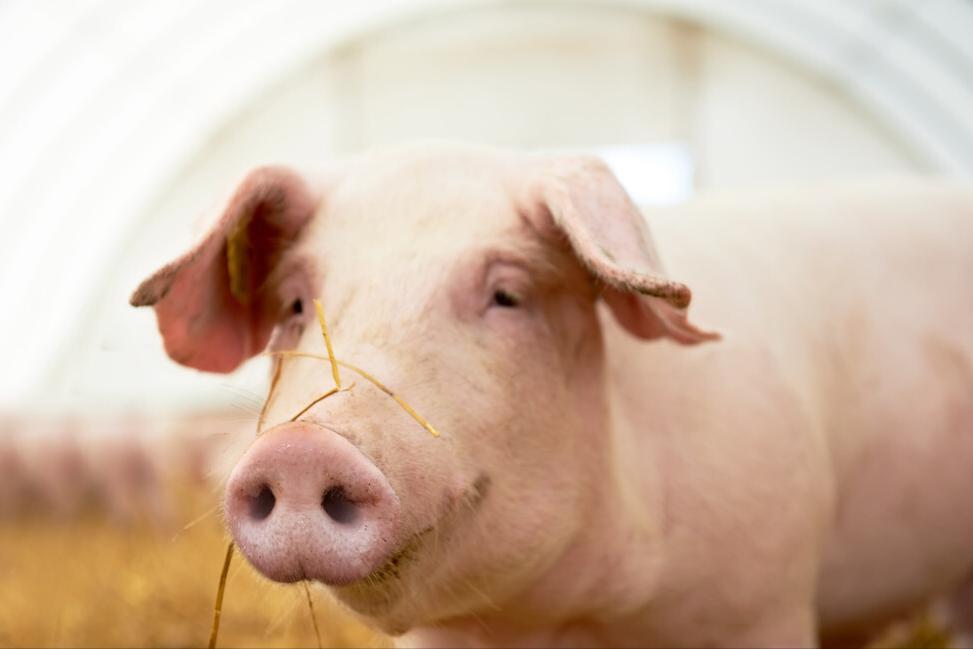 几内亚富有吗,几内亚为何富裕