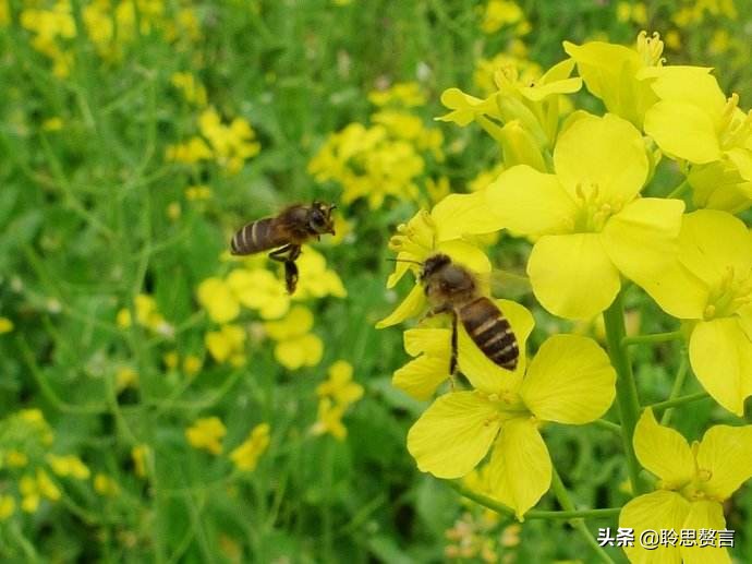 蜜蜂诗三百首,蜜蜂诗精选100首