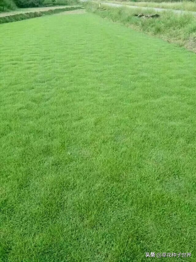 公园草坪种子品种选择,广场草坪草籽