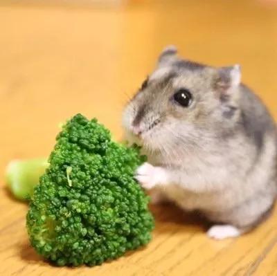 仓鼠宝宝怎么养才能养活,宠物饲养的小知识简短