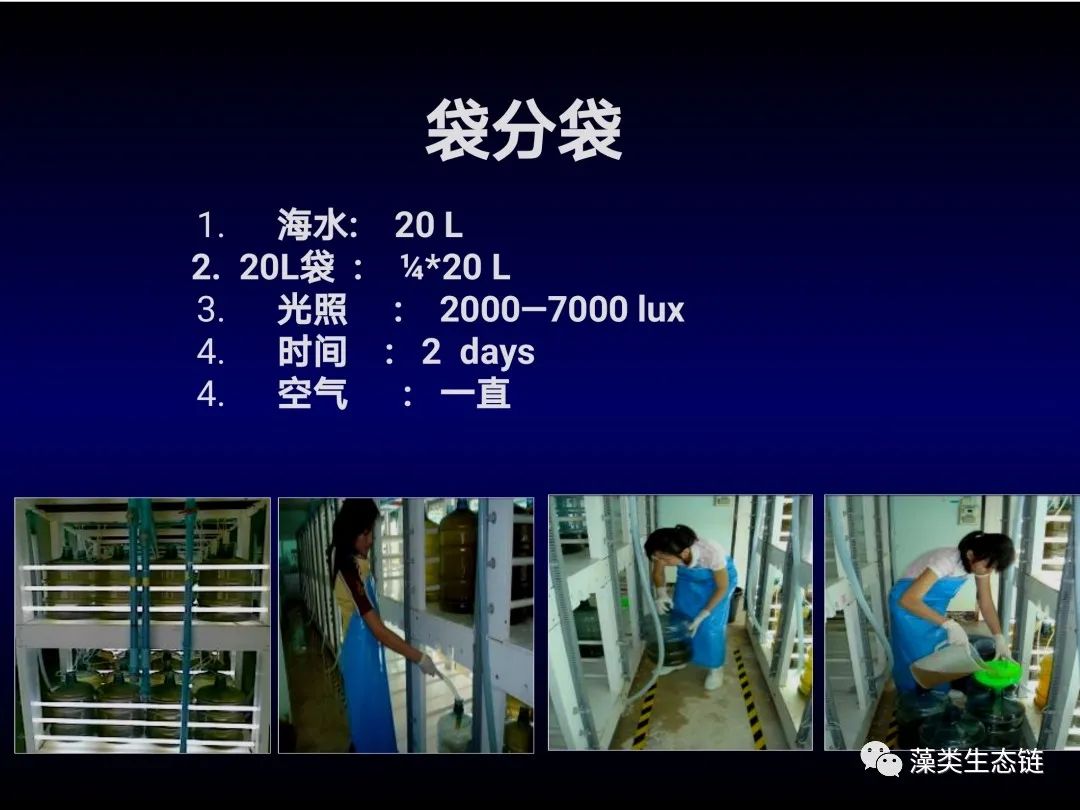 藻类培养课程视频教程,海南藻类生态链