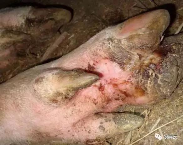 口蹄疫打了为什么还发病,口蹄疫感染怎么办