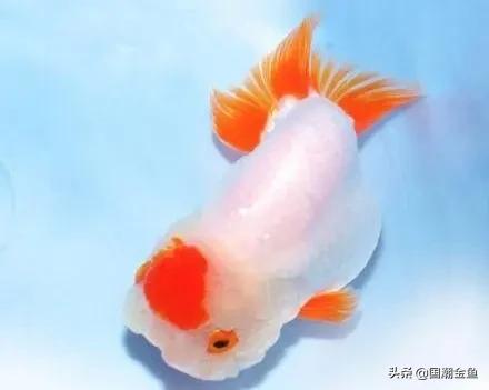 家庭养鱼小技巧和方法,观赏养鱼的方法和技巧