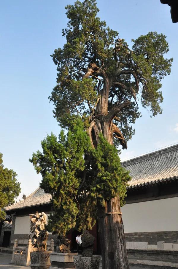 孔府文化之旅,山东曲阜孔府之旅日记