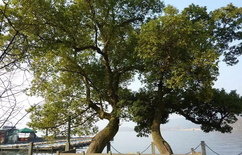 盘点史上最全中国各城市市花,中国各个地方的市花