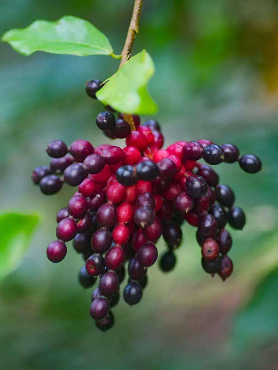 他的工作是厨师的英文,他的工作是什么英文句子