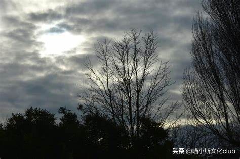 哈利波特出现猫头鹰,哈利波特为什么每个人都有猫头鹰