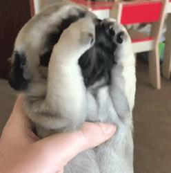 可爱可奶呆萌的小奶狗,可爱呆萌小奶狗