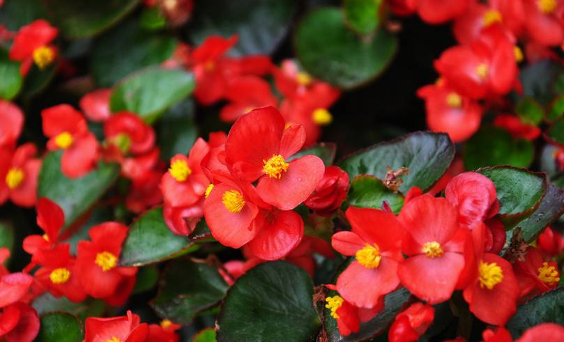 养花新手老养死花,献给那些总把花养死的人