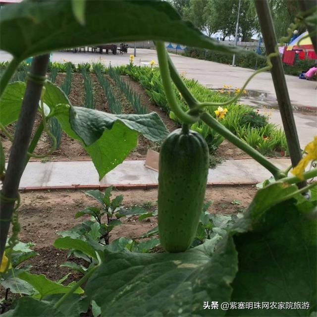 绉︾殗宀涙梾娓稿彲浠ュ嚭娴锋崟楸肩殑鍦版柟 (绉︾殗宀涚墽娴疯繙鑸啘瀹堕櫌)