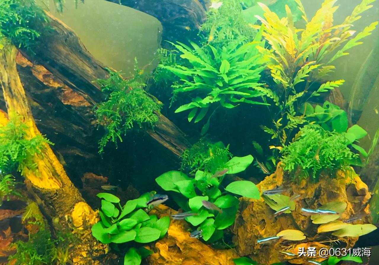 鱼缸中氧气的作用,鱼缸里的氧气怎么正确使用