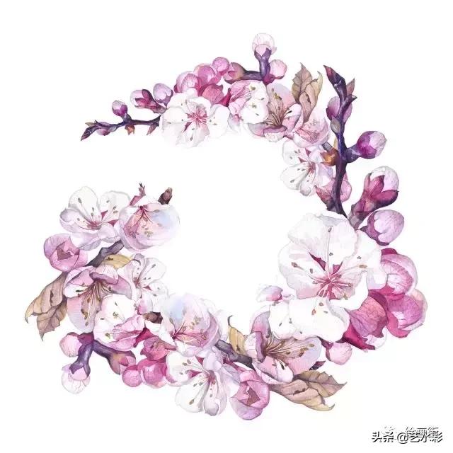 花卉钢笔画临摹简单100图,100份白描花卉的临摹素材