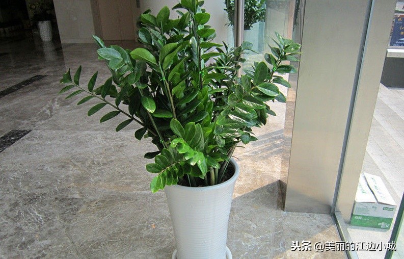 金钱树怎么养叶子碧绿肥厚,金钱树要怎样养才越养越漂亮
