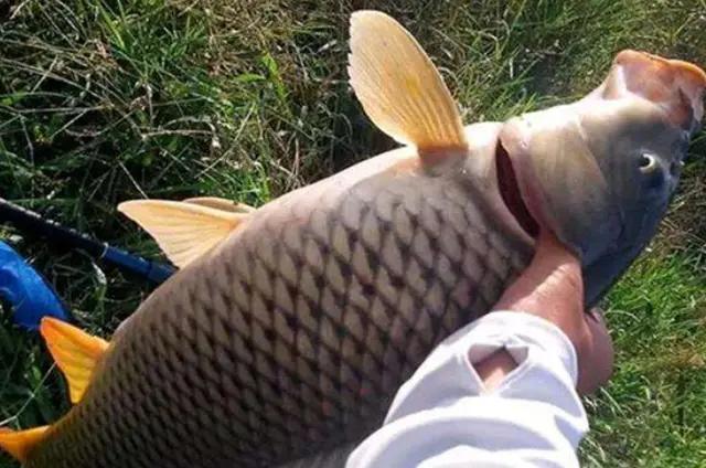 观赏鱼七秒记忆法,关于鱼的10条辟谣