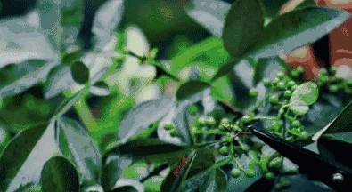 后背长痘的原因和改善方法,后背长痘太可怕了该怎样调理