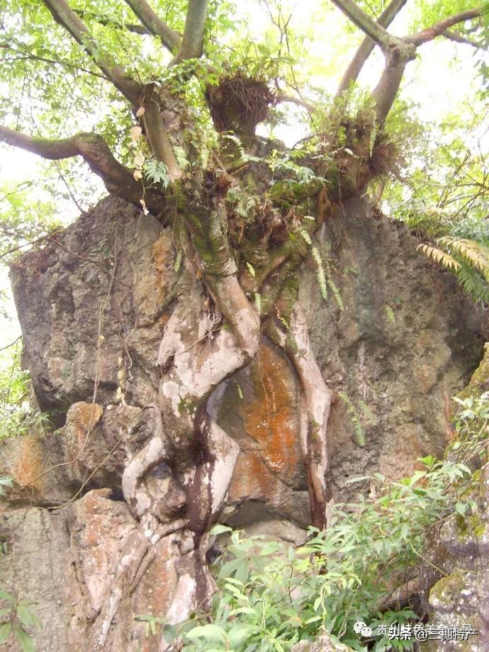 黄果树瀑布游玩攻略费用多少,贵州黄果树瀑布千户苗寨旅游攻略