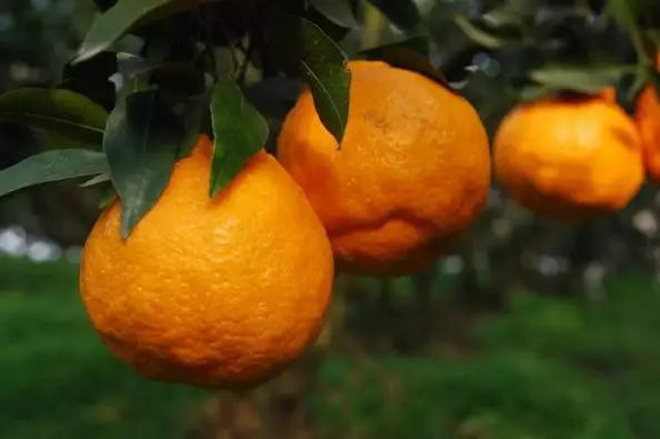 蒲江春见耙耙柑不知火丑柑,春见耙耙柑和耙耙柑有什么区别