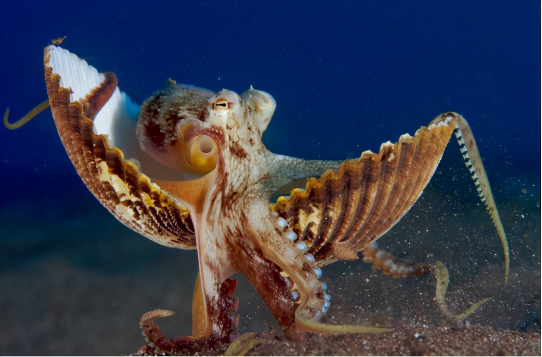 章鱼智商高为什么还会被人抓,章鱼这么聪明可以当宠物吗