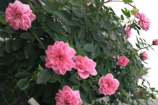 微月“恋人印记”花色非常的多变，一株花上同时出现多种花色