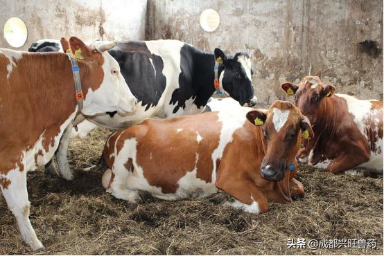 畜牧养殖热点问题有哪些,牛羊养殖热点