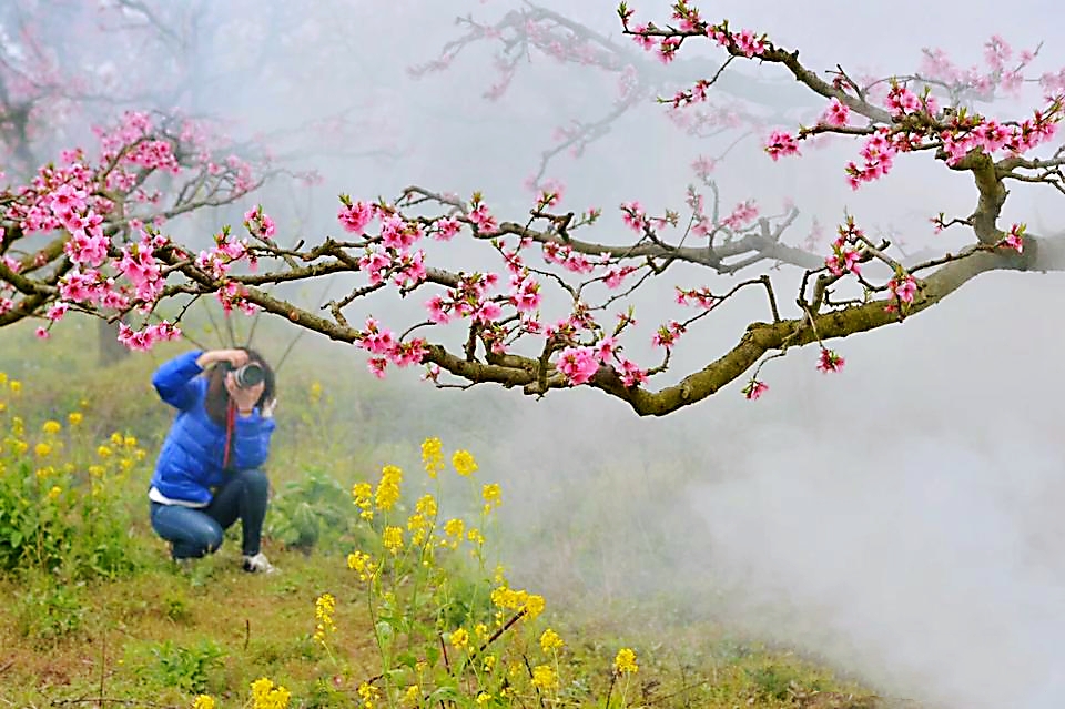 桃树怎样以水控旺,桃树如何灌溉最省劲