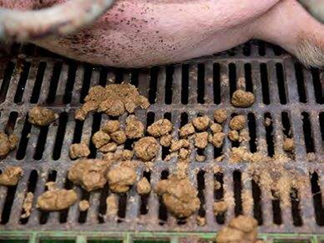 猪皮肤没有出血还可能是血虫病吗,什么虫子可以引起猪皮肤出血