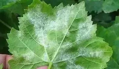 对付花白粉病的最好方法,黄粉病怎样治疗才能彻底根除