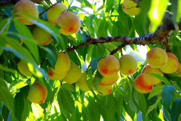 古田水蜜桃原产地每日凌晨采摘,古田水蜜桃的季节