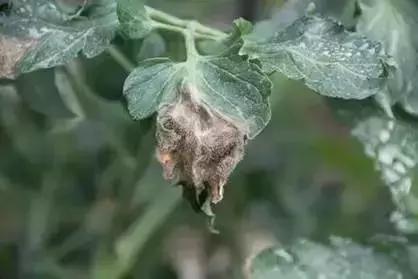 冬春大棚番茄病害怎么防治,番茄早春茬病虫害