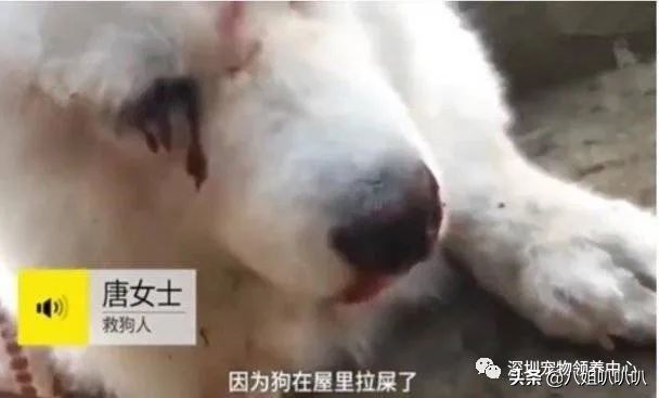 吉林打爆眼球的萨摩耶后续,萨摩耶被主人打爆眼球