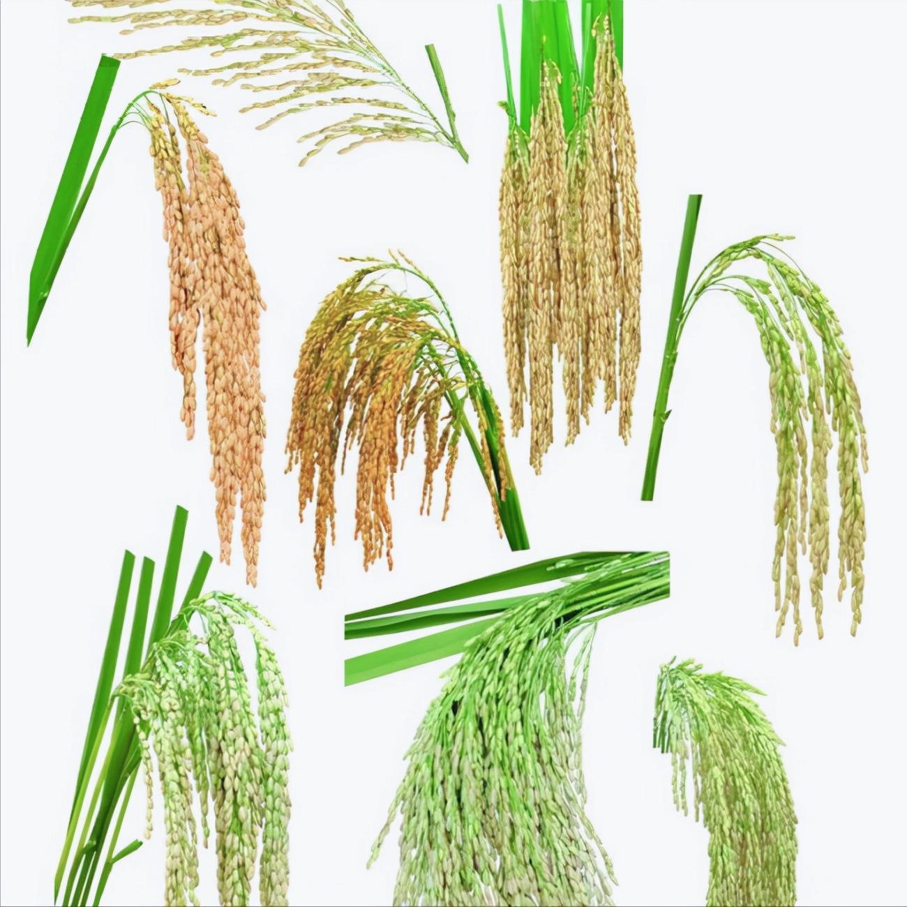 水稻旱种植技术视频,水稻种植的流程步骤