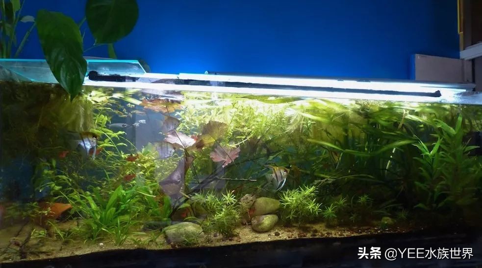 养鱼要不要一步到位,养鱼都需要哪几步