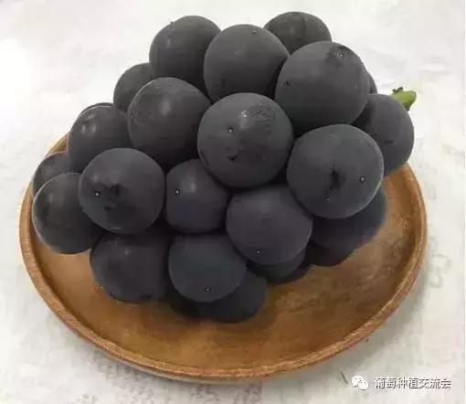 目前最好的葡萄新品种,未来取代阳光玫瑰的葡萄品种