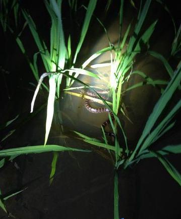 孩子在田里抓黄鳝不小心抓到蛇,捉黄鳝儿童视频