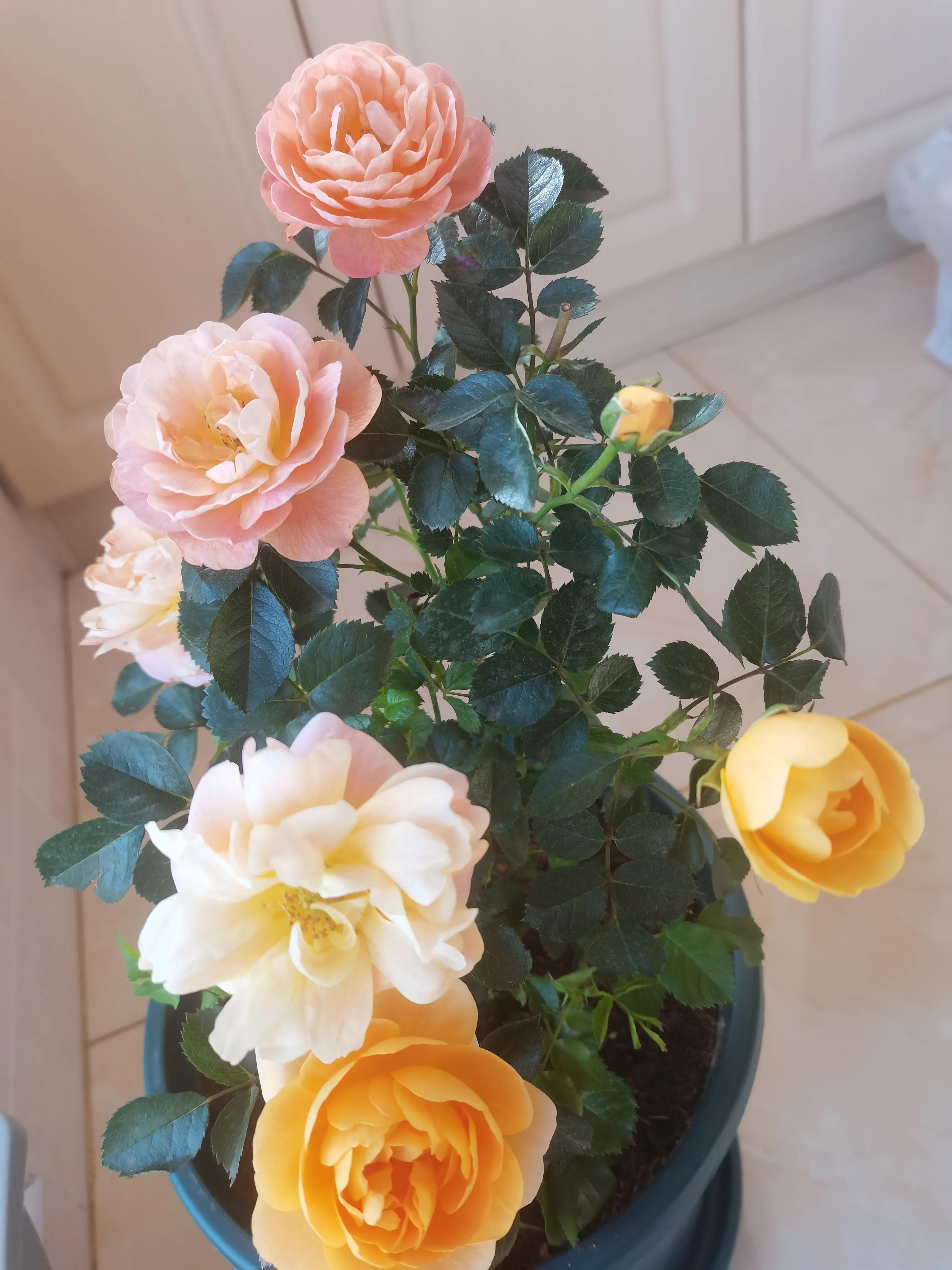 不要放弃农村的宅基地,不要放弃农村自己的宅基地