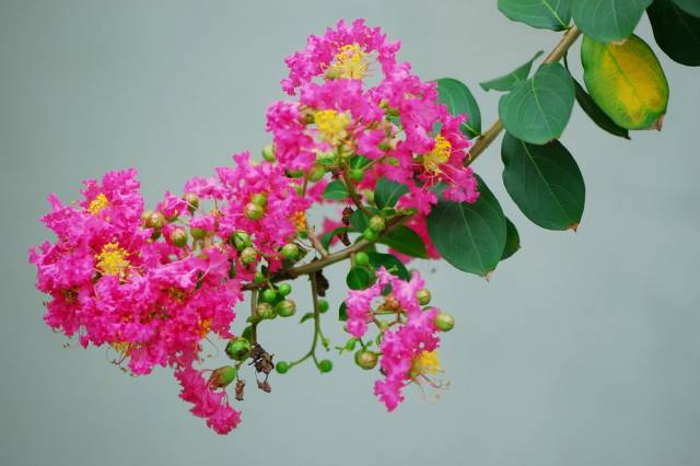 春天几月份适合移盆扦插,夏天可以扦插换盆吗