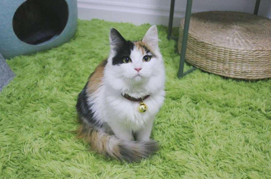 领养小猫咪时送什么礼物,领养刚出世的猫咪怎么喂养