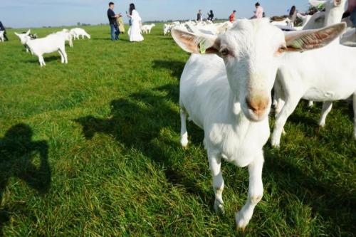 可瑞康绵羊奶粉和佳贝艾特哪个好,可瑞康羊奶好还是佳贝艾特悦白好
