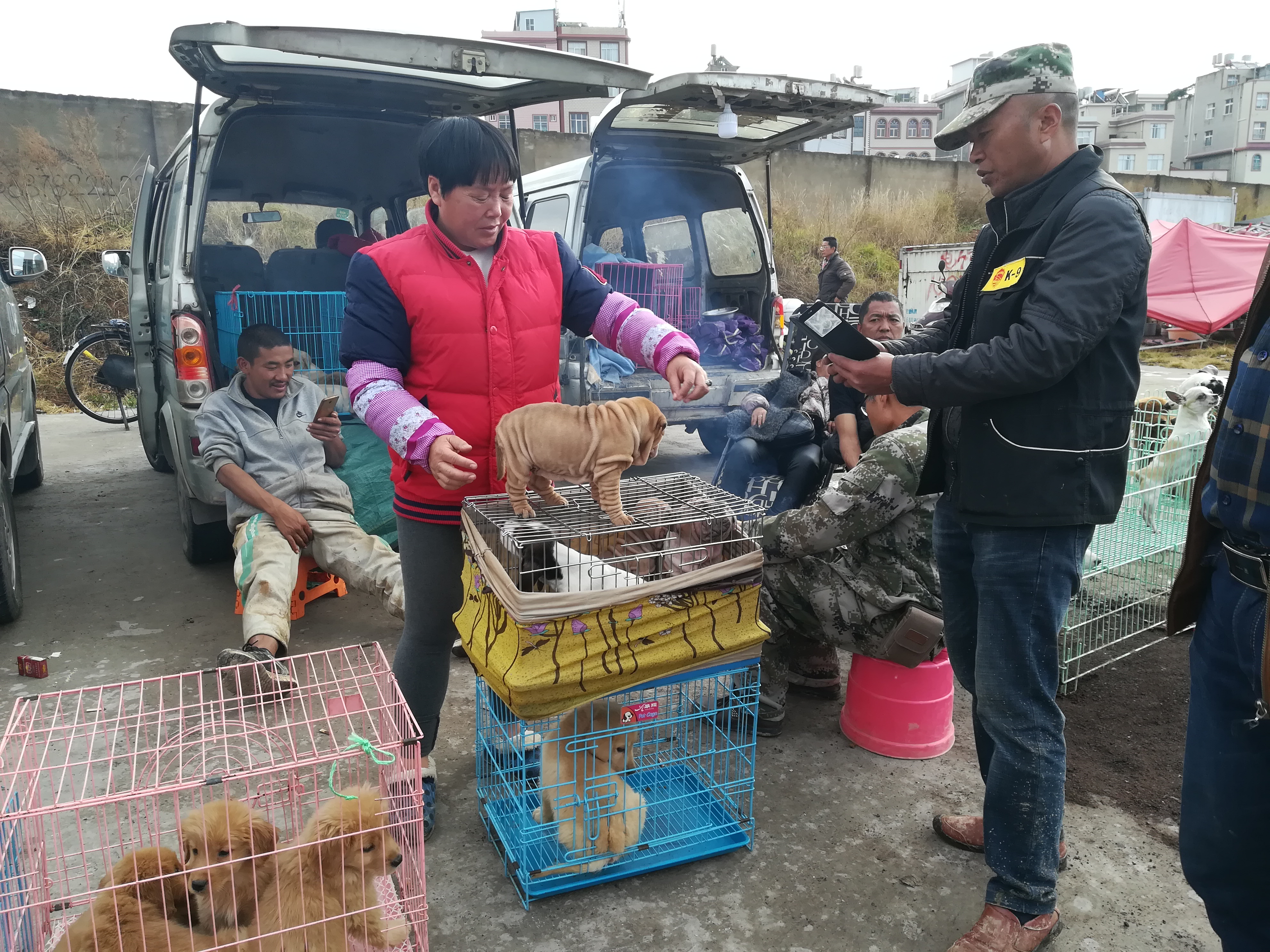 沙皮狗最多卖多少钱,沙皮狗幼犬出售