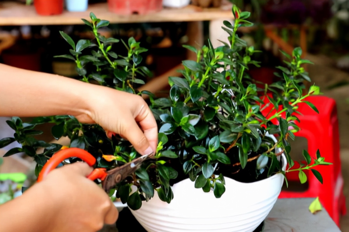 阳台养什么吊兰最好看,吊兰三月开花好吗