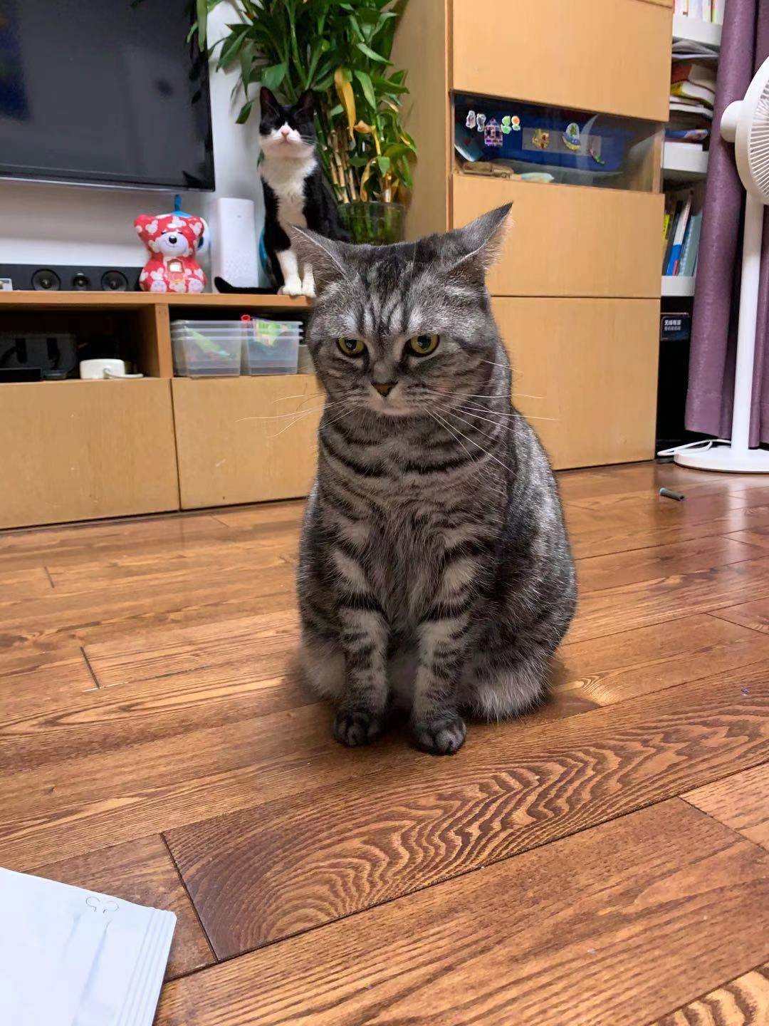 嘉蓝三文鱼猫粮,嘉蓝猫粮和皇家猫粮