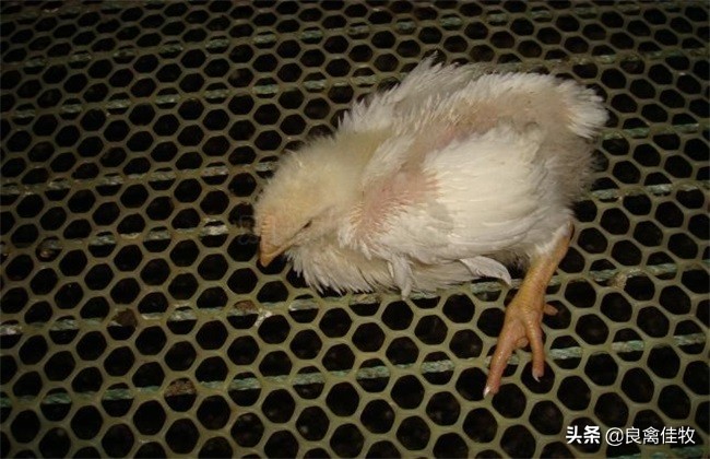 鸡脚软怎么办最有效方法,鸡脚发软怎么治