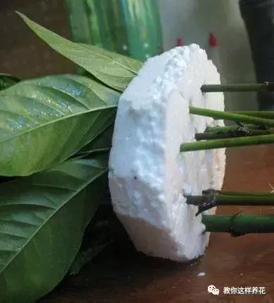 塑料瓶扔了就是扔钱！用来养花就是宝贝，看到了快捡！