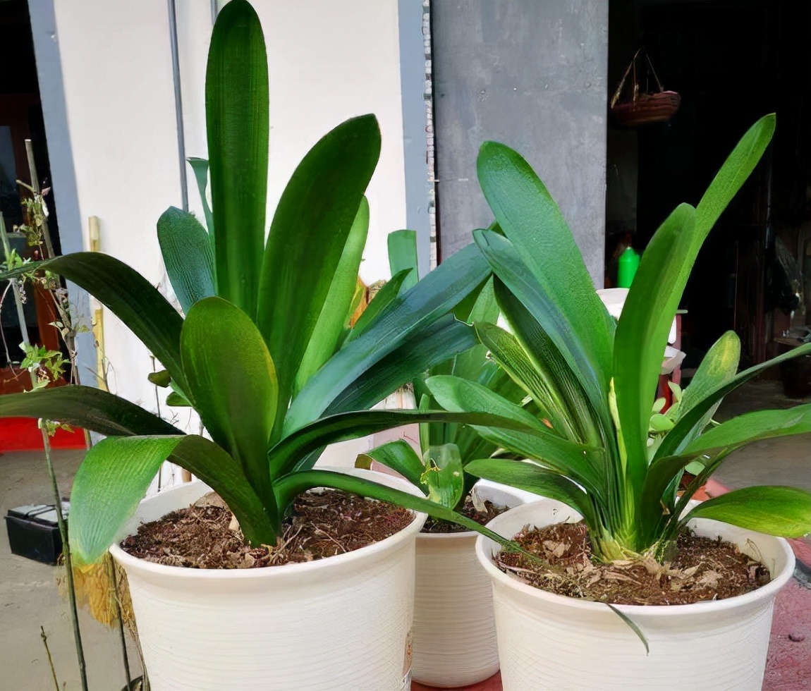 李大姐养君子兰，年年开大花，有吉祥好兆头，原来是她做对5件事