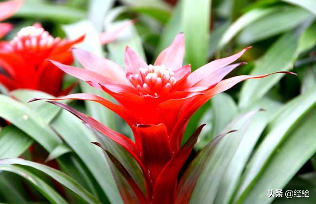 凤梨花叶子发黄怎么办,凤梨花叶子发黄枯萎怎么办