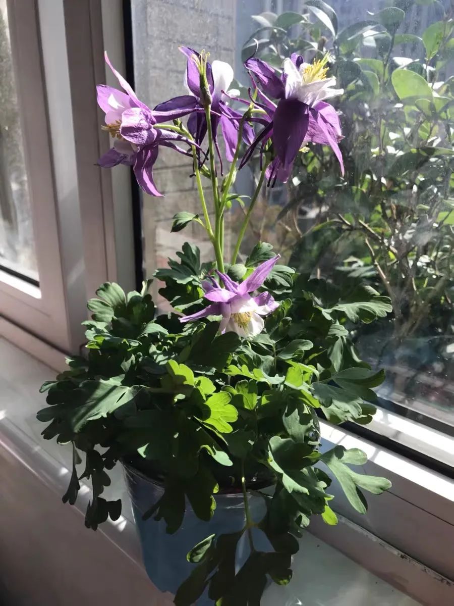 这10种耐旱花2个月不浇水,10种花养不死