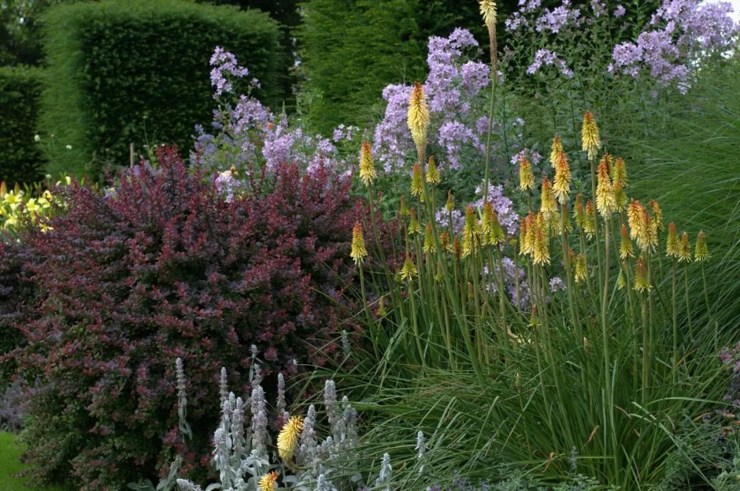 干货分享种植小技巧,混合花境设计与种植建议