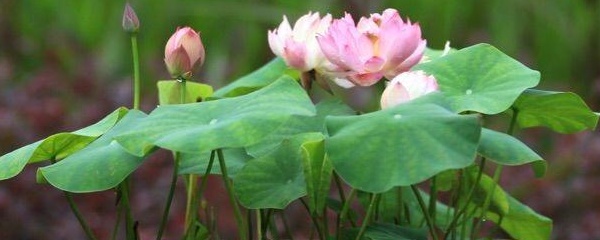 碗莲种子种植方法,荷花碗莲种子种植方法